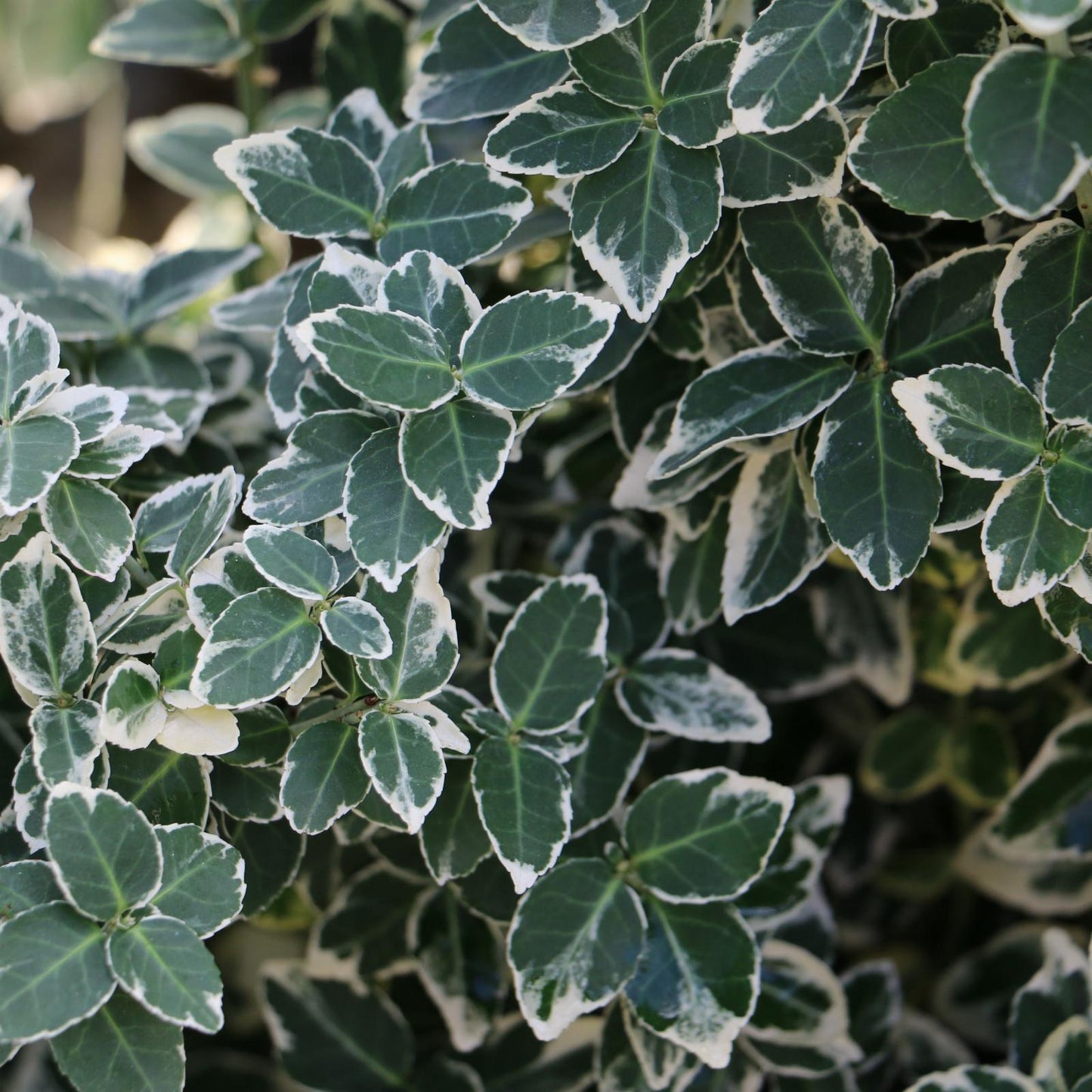 Euonymus Fortunei Emerald Gaiety - View 11 from www redcrocus com