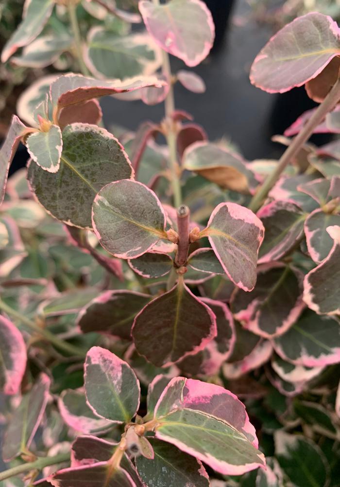 Euonymus Fortunei Emerald Gaiety - View 12 from www redcrocus com