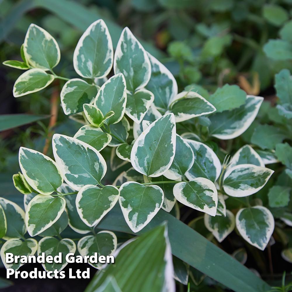 Euonymus Fortunei Emerald Gaiety - View 13 from www redcrocus com