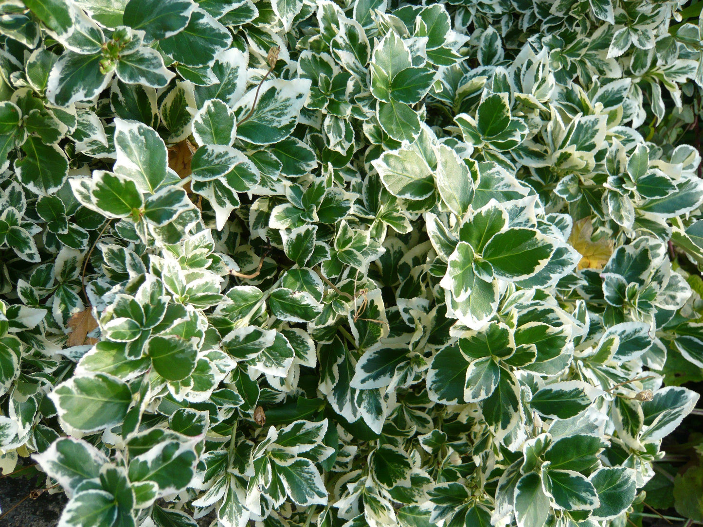 Euonymus Fortunei Emerald Gaiety - View 15 from www redcrocus com