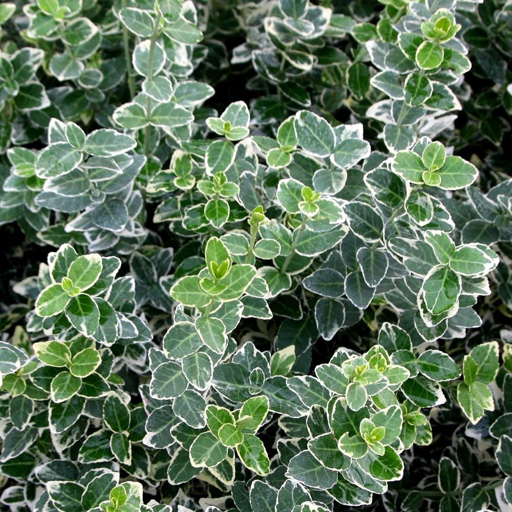 Euonymus Fortunei Emerald Gaiety - View 17 from www redcrocus com