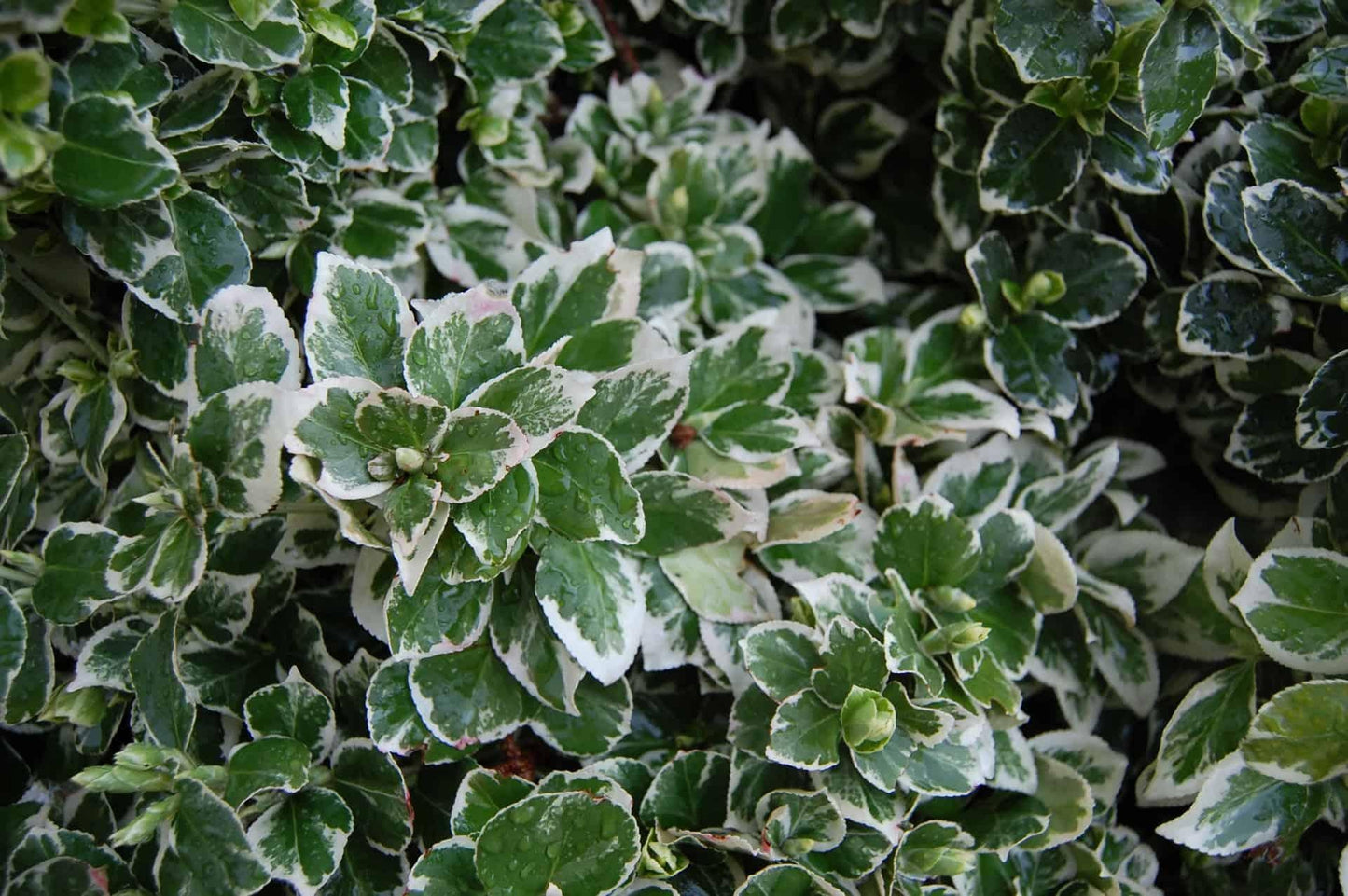 Euonymus Fortunei Emerald Gaiety - View 18 from www redcrocus com