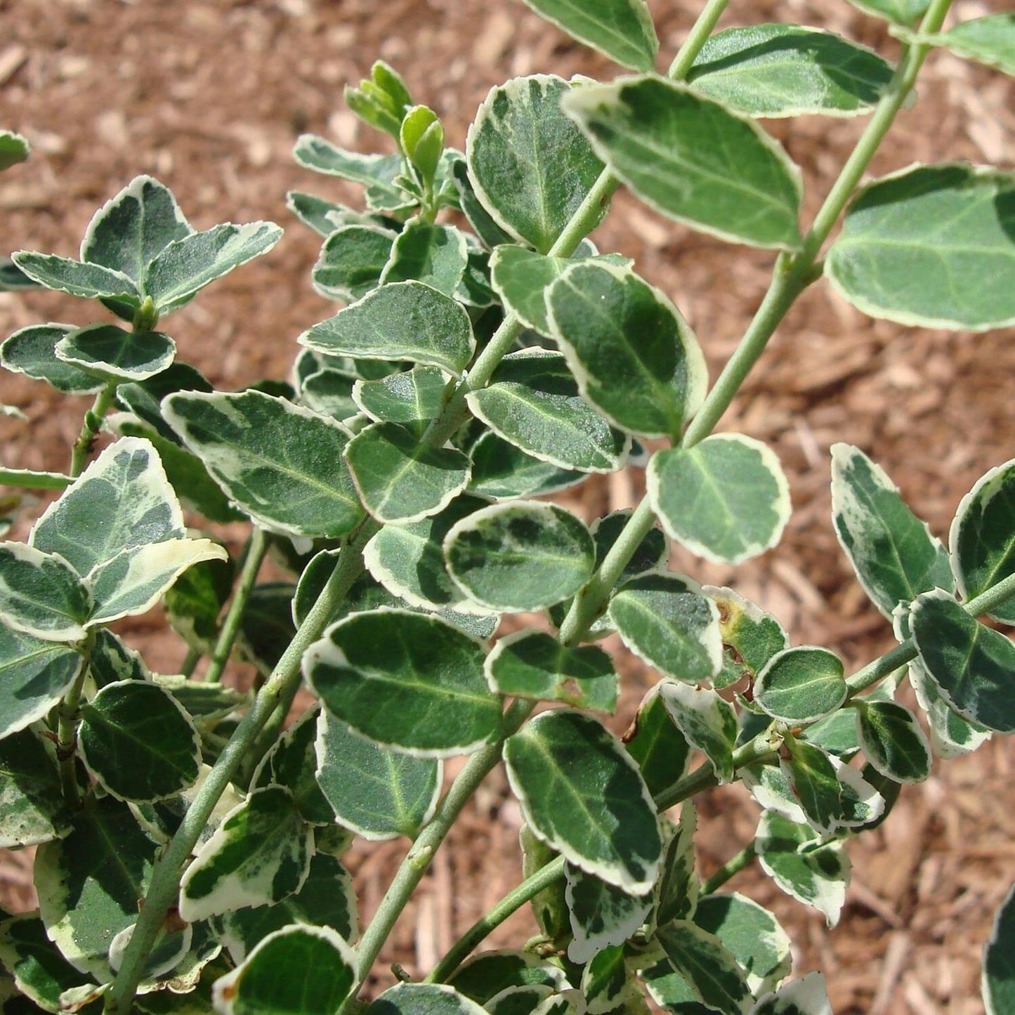 Euonymus Fortunei Emerald Gaiety - View 20 from www redcrocus com