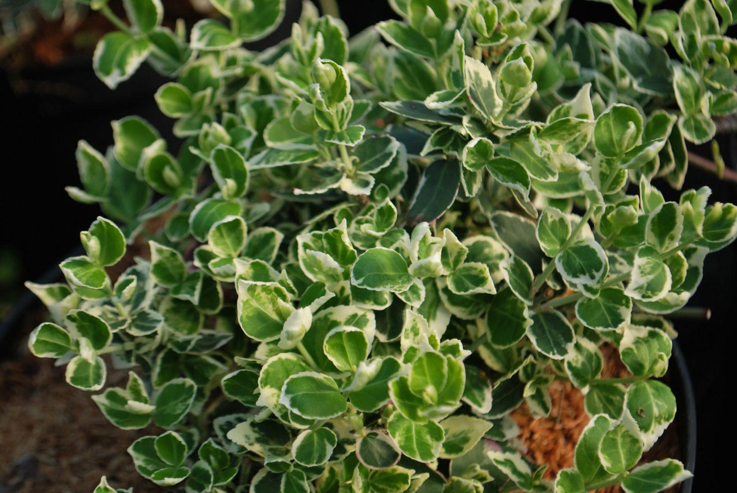 Euonymus Fortunei Emerald Gaiety - View 3 from www redcrocus com