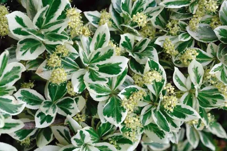 Euonymus Fortunei Emerald Gaiety - View 3 from www redcrocus com