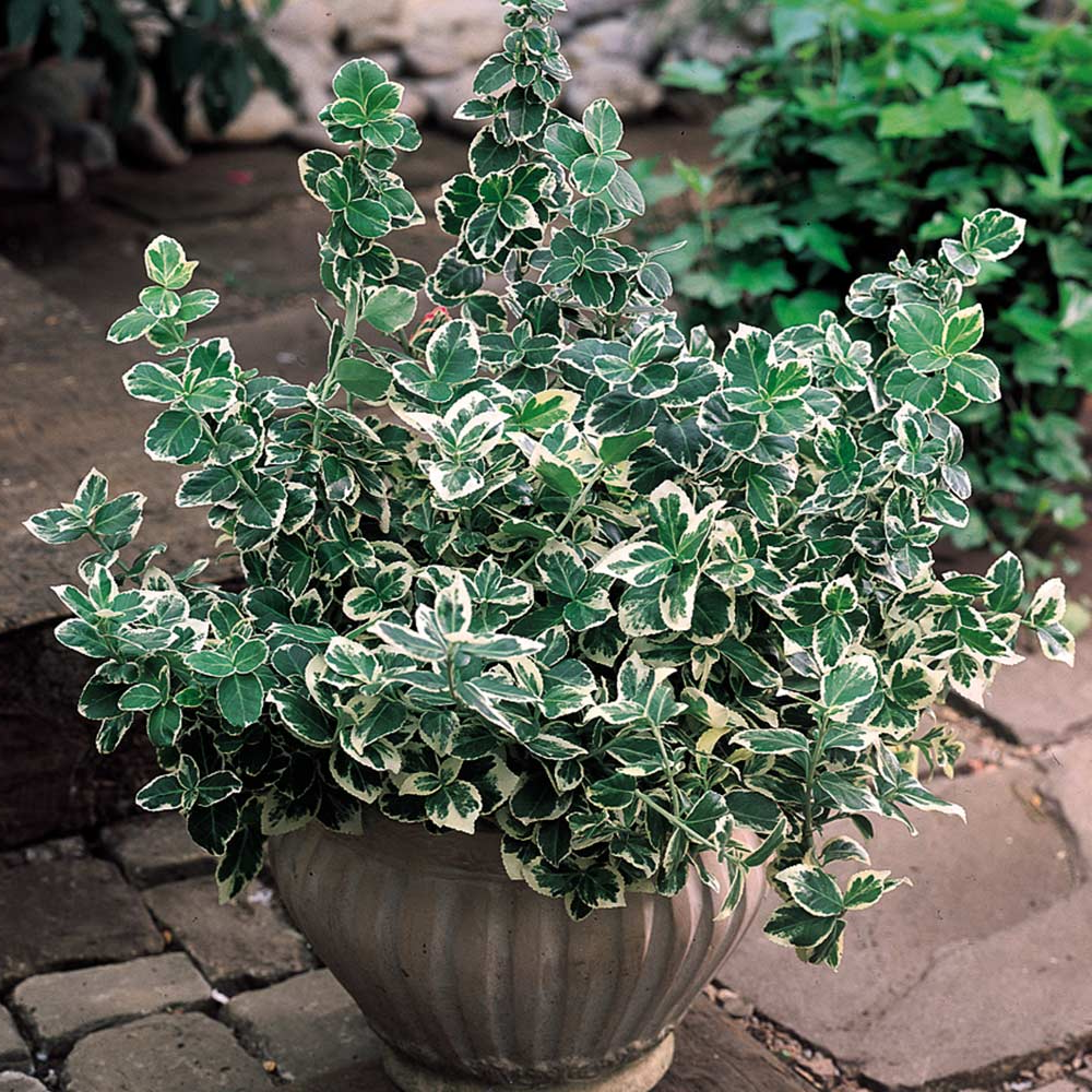 Euonymus Fortunei Emerald Gaiety - View 4 from www redcrocus com
