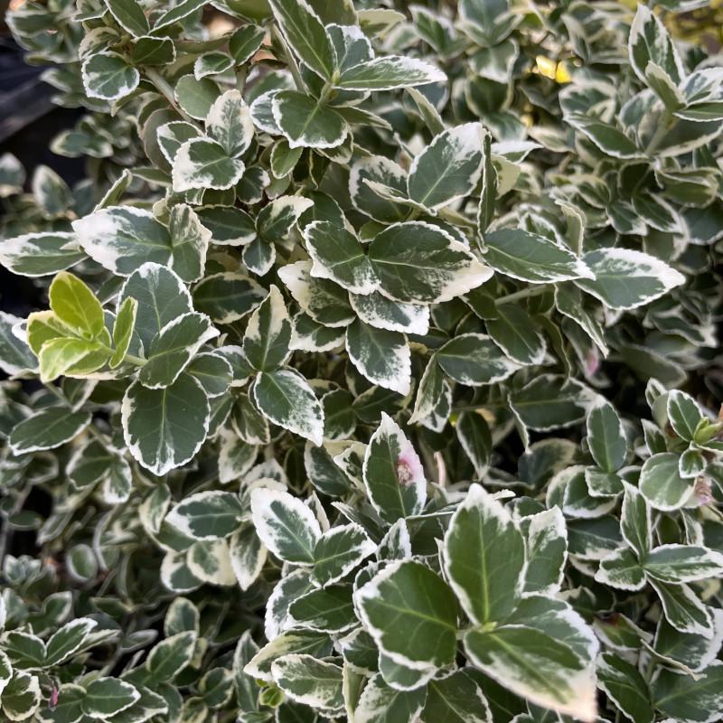 Euonymus Fortunei Emerald Gaiety - View 6 from www redcrocus com