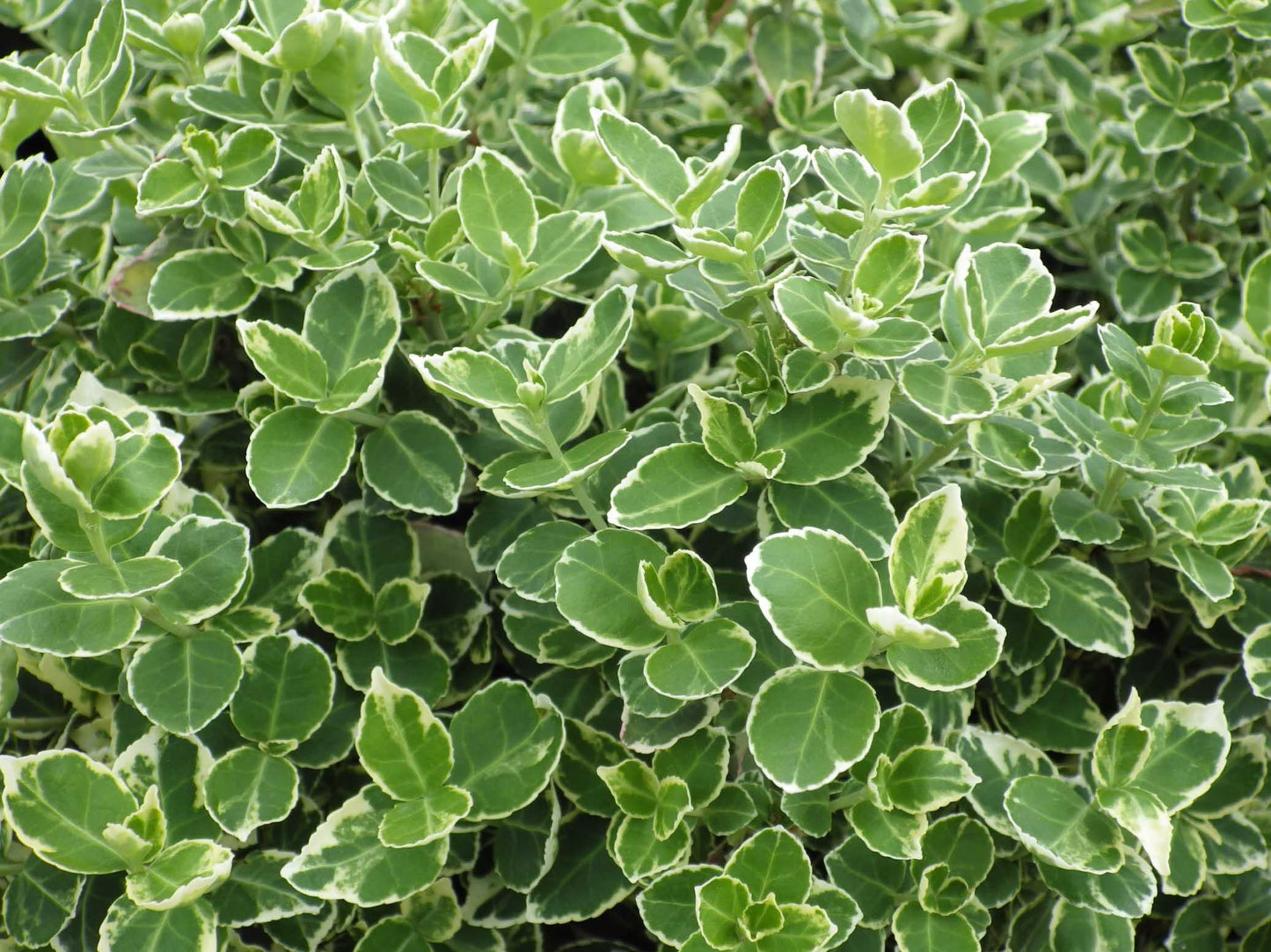 Euonymus Fortunei Emerald Gaiety - View 8 from www redcrocus com