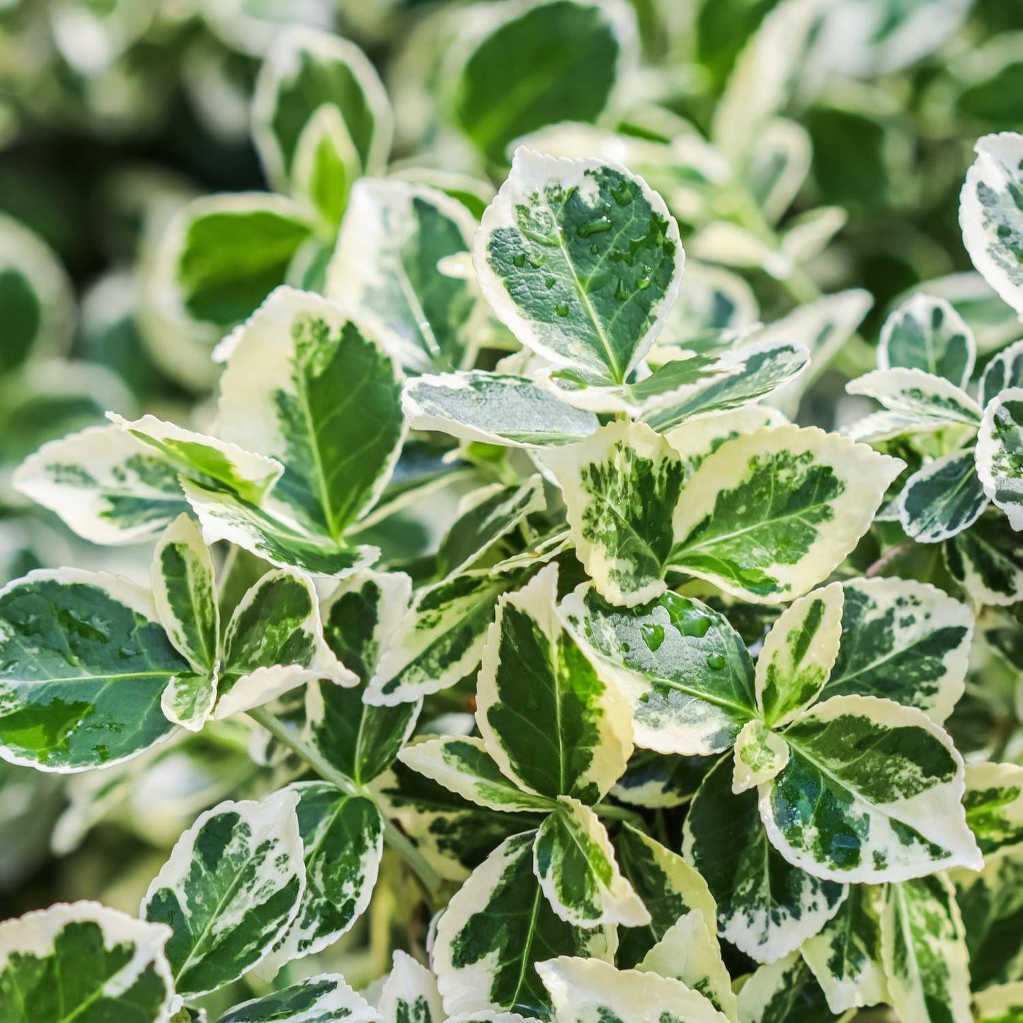 Euonymus Fortunei Emerald Gaiety - View 9 from www redcrocus com