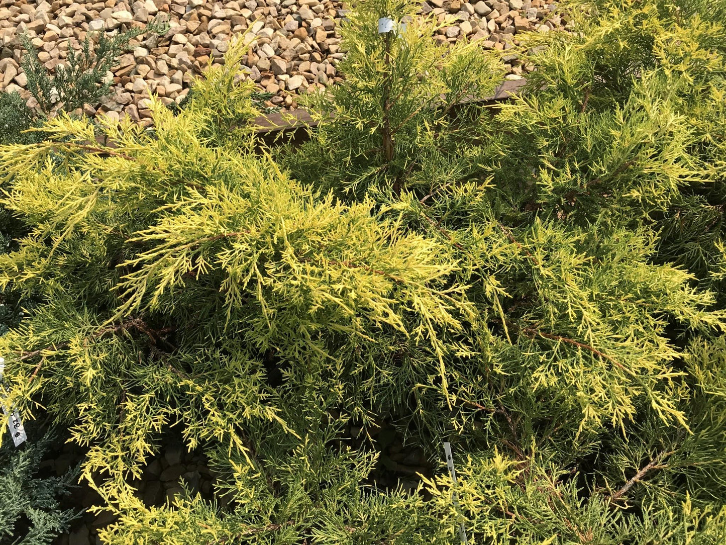 Juniperus Chinensis Pfitzeriana Gold Lace - View 14 from www redcrocus com