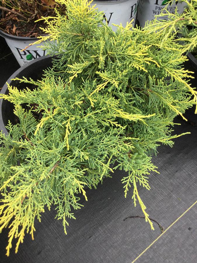Juniperus Chinensis Pfitzeriana Gold Lace - View 15 from www redcrocus com