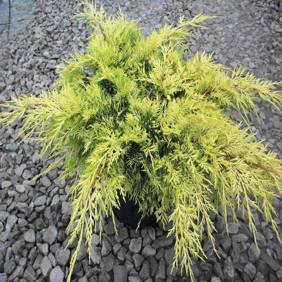 Juniperus Chinensis Pfitzeriana Gold Lace - View 16 from www redcrocus com