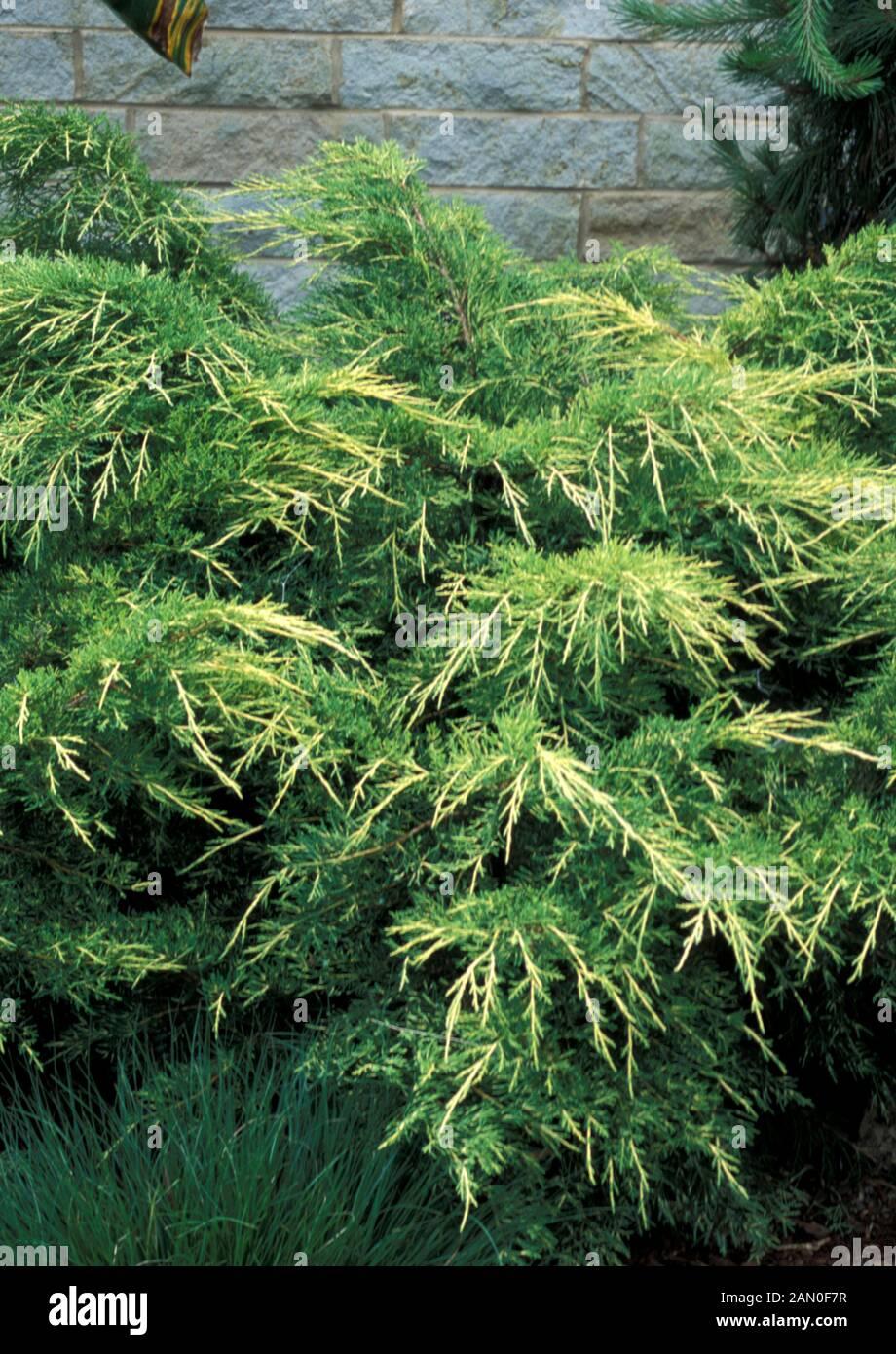 Juniperus Chinensis Pfitzeriana Gold Lace - View 18 from www redcrocus com