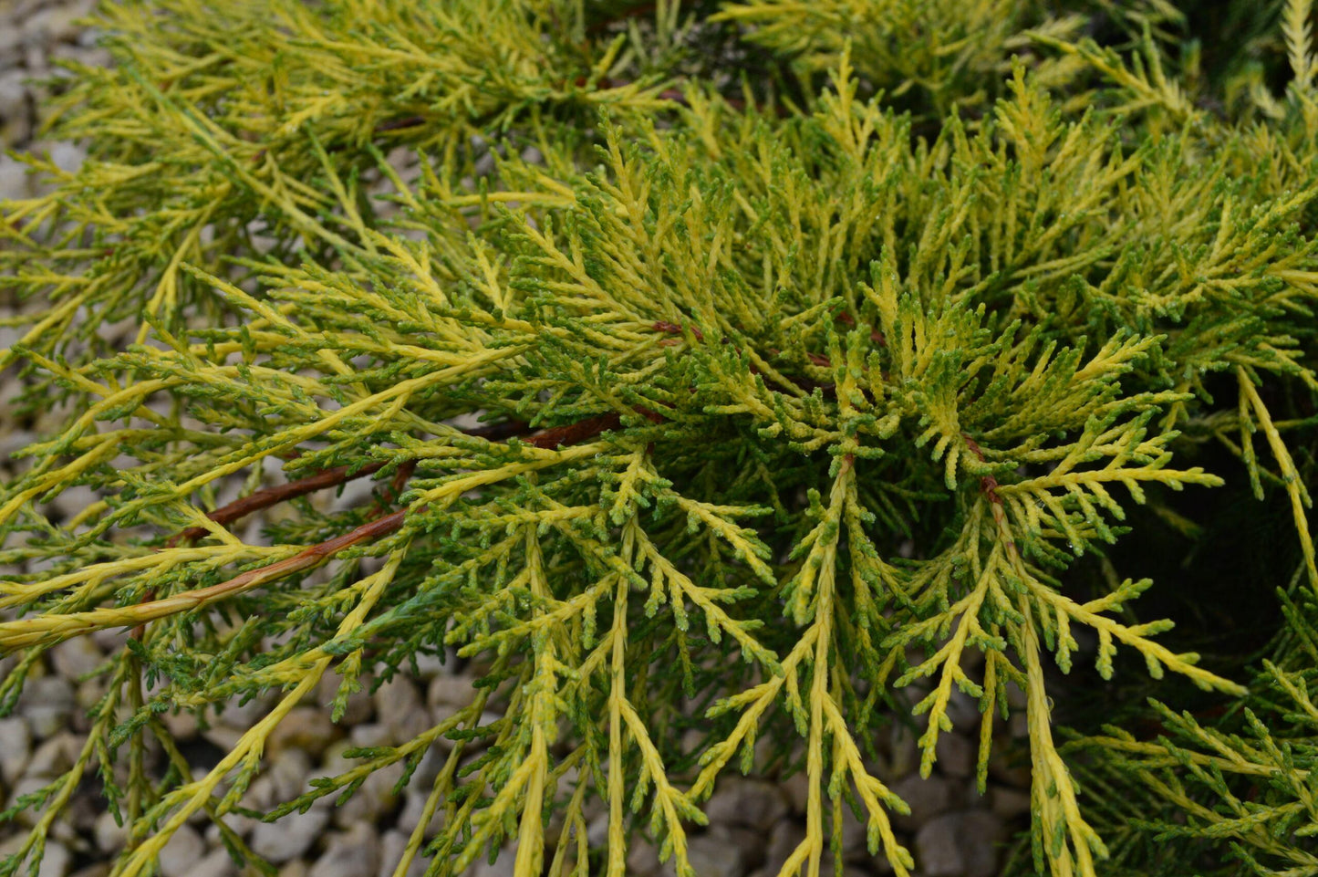 Juniperus Chinensis Pfitzeriana Gold Lace - View 8 from www redcrocus com
