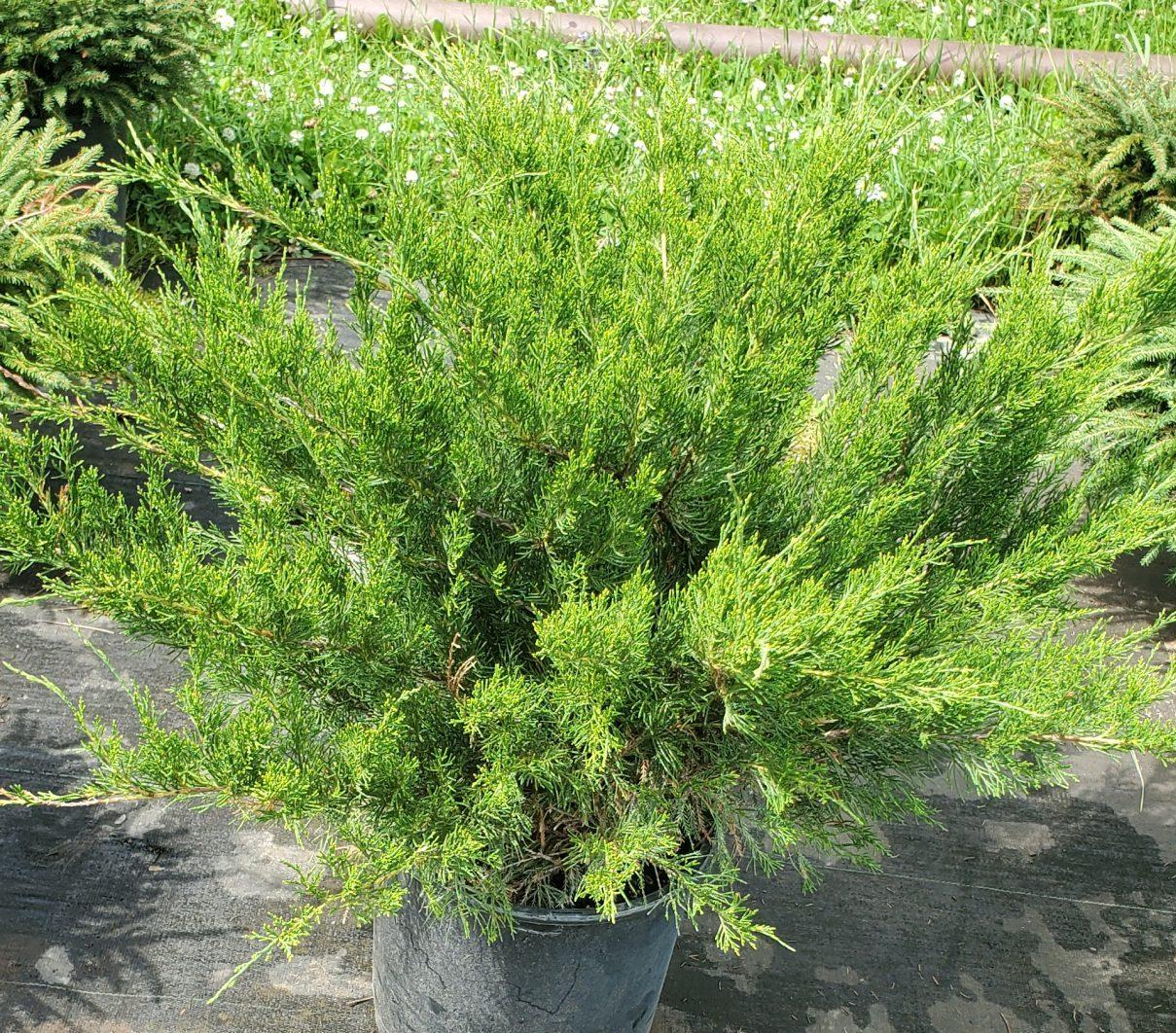 Juniperus Chinensis Sea Green - View 11 from www redcrocus com