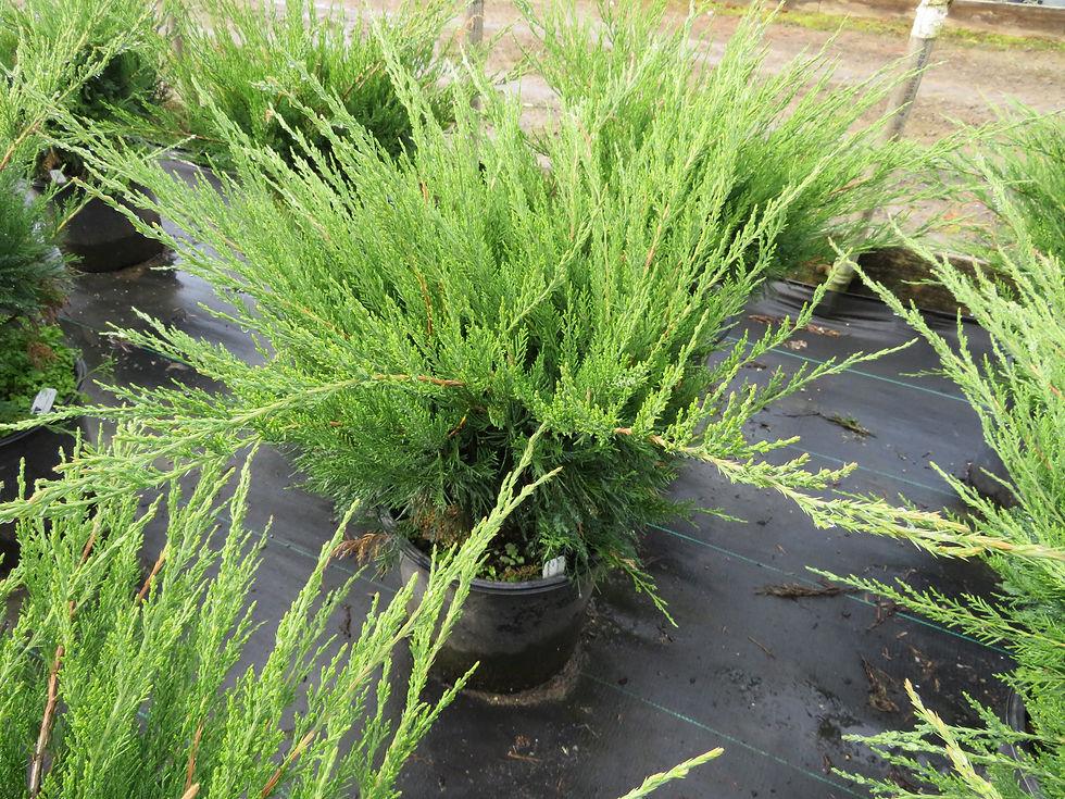 Juniperus Chinensis Sea Green - View 13 from www redcrocus com