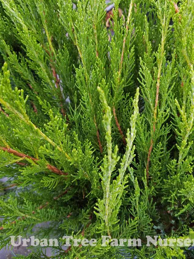 Juniperus Chinensis Sea Green - View 14 from www redcrocus com