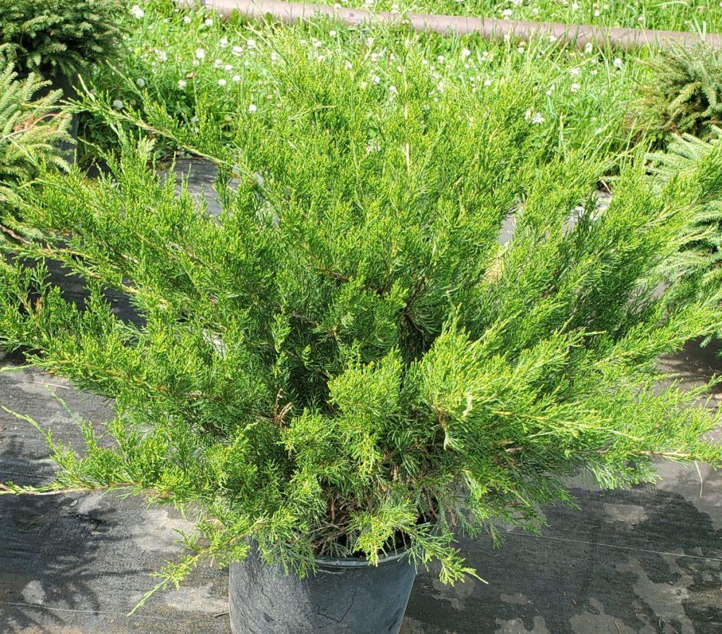 Juniperus Chinensis Sea Green - View 15 from www redcrocus com