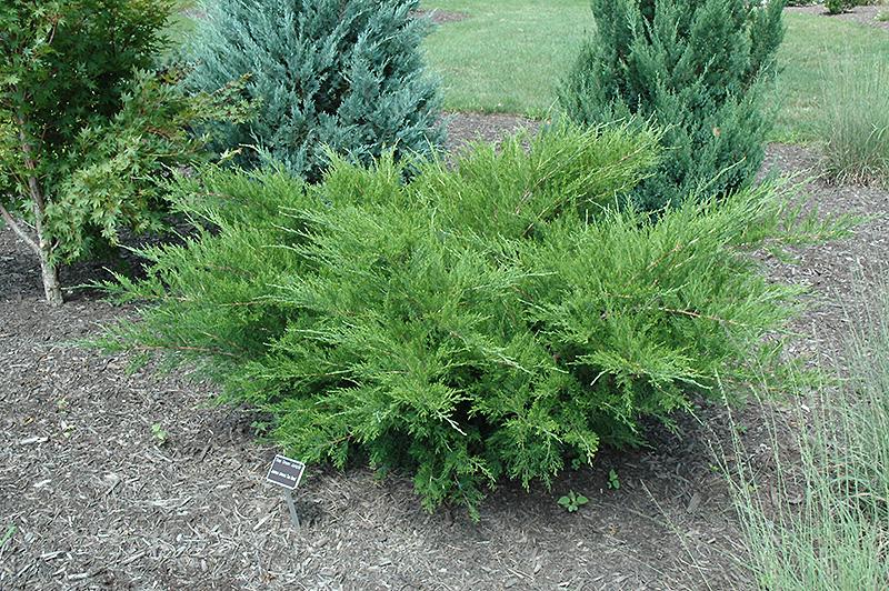 Juniperus Chinensis Sea Green - View 16 from www redcrocus com