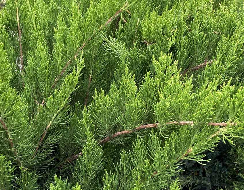 Juniperus Chinensis Sea Green - View 17 from www redcrocus com