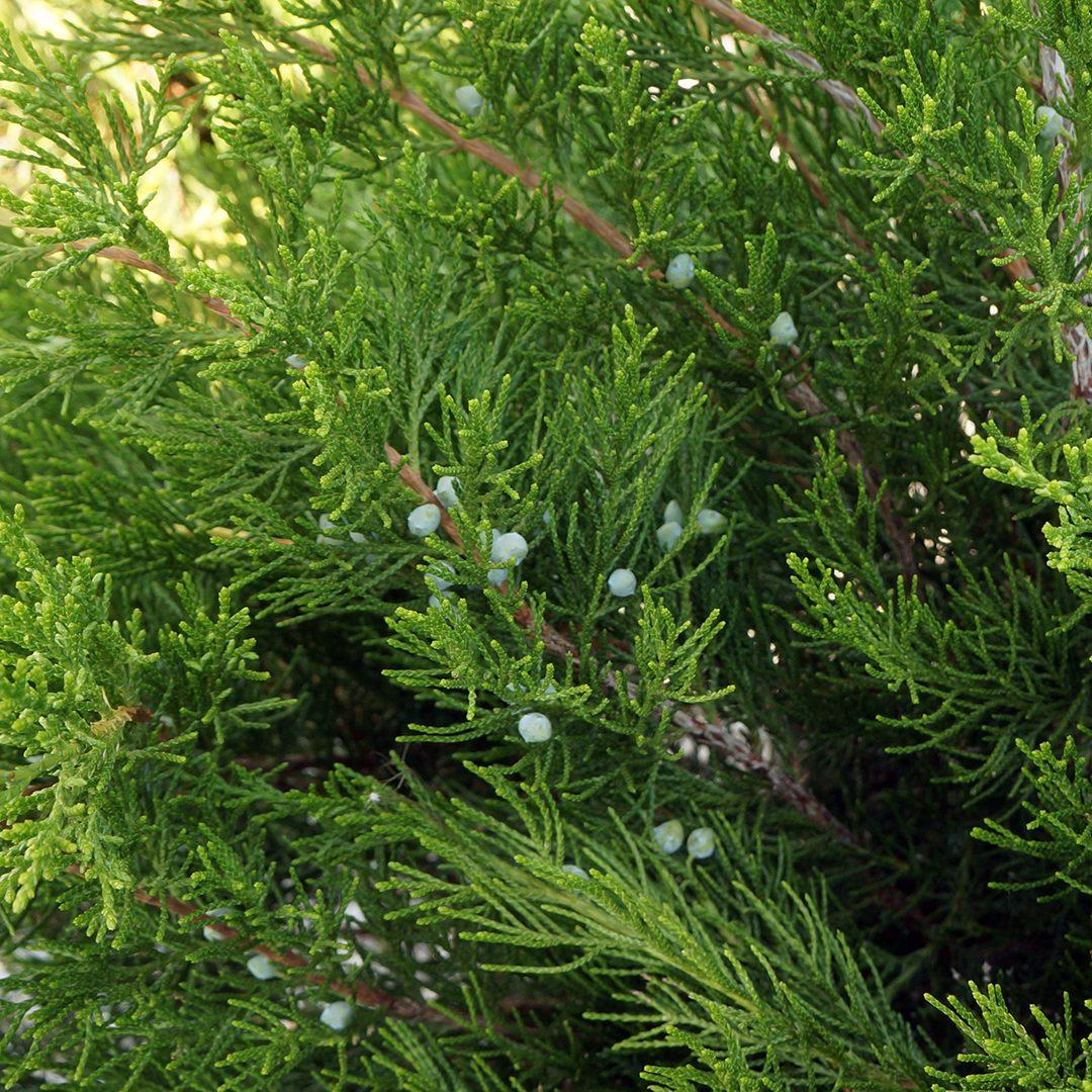 Juniperus Chinensis Sea Green - View 18 from www redcrocus com