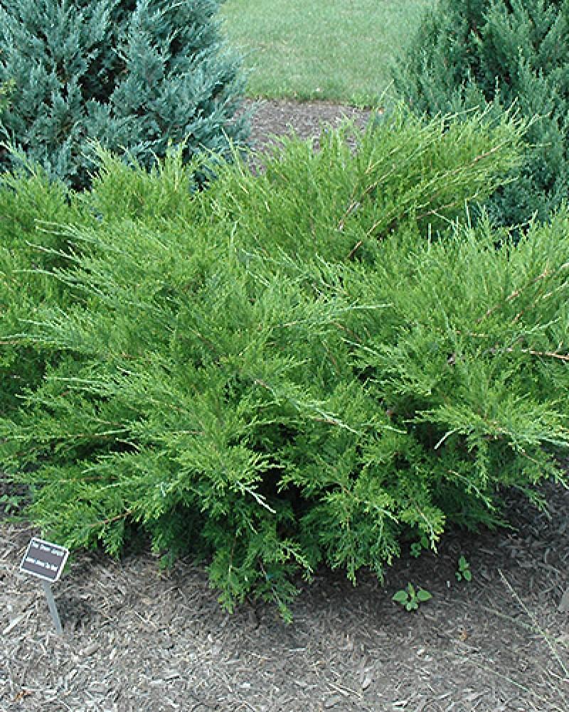 Juniperus Chinensis Sea Green - View 19 from www redcrocus com