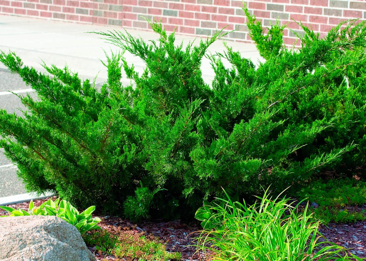 Juniperus Chinensis Sea Green - View 1 from www redcrocus com