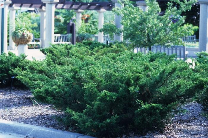 Juniperus Chinensis Sea Green - View 20 from www redcrocus com