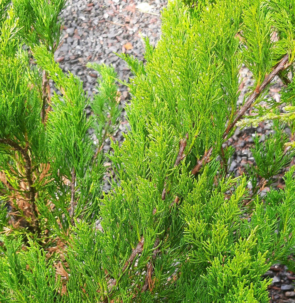 Juniperus Chinensis Sea Green - View 2 from www redcrocus com
