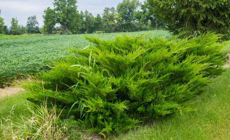 Juniperus Chinensis Sea Green - View 4 from www redcrocus com