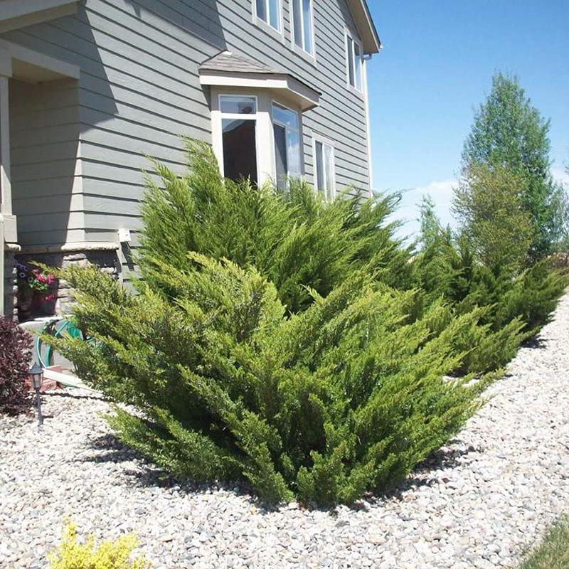 Juniperus Chinensis Sea Green - View 4 from www redcrocus com