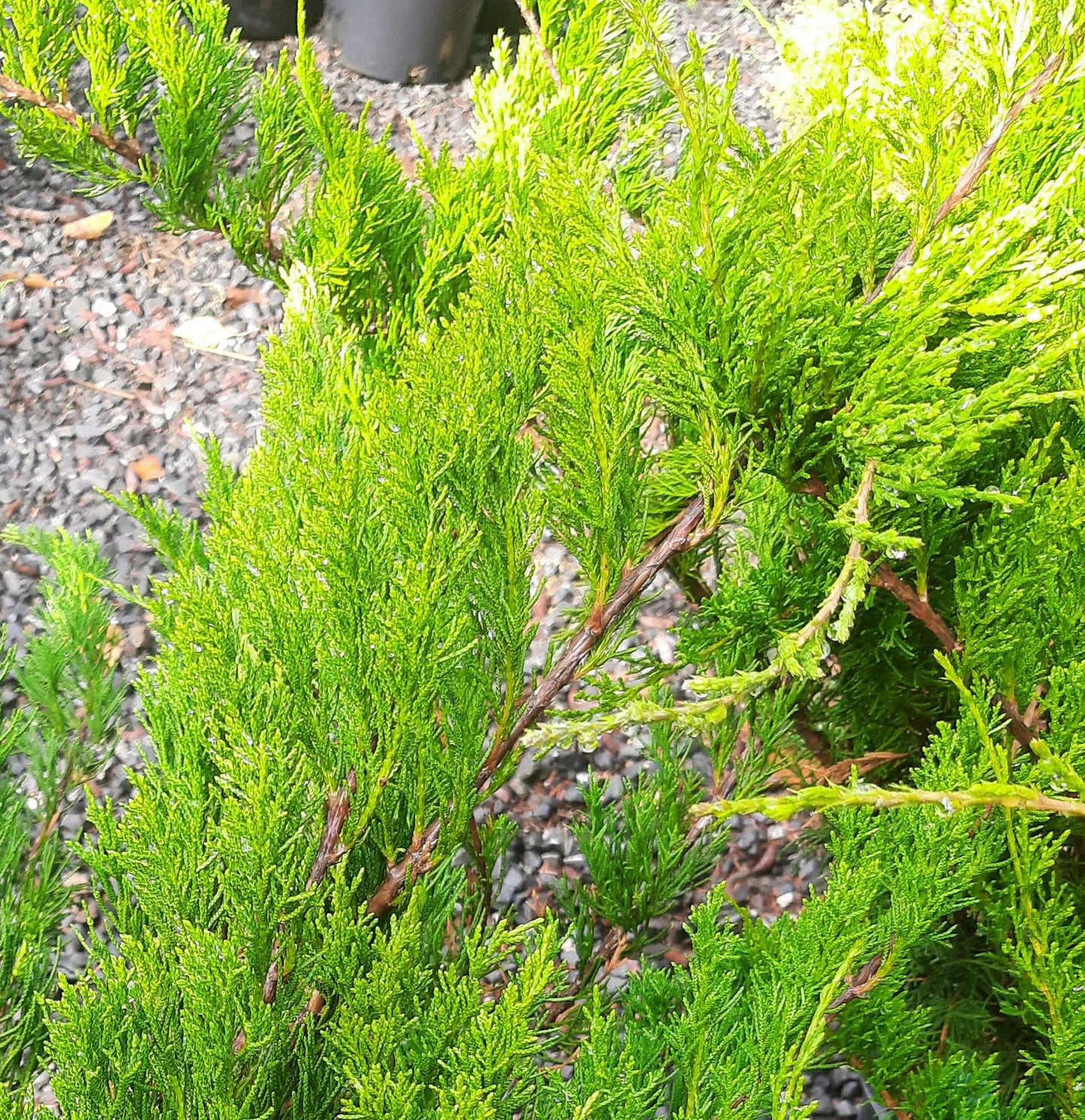 Juniperus Chinensis Sea Green - View 5 from www redcrocus com