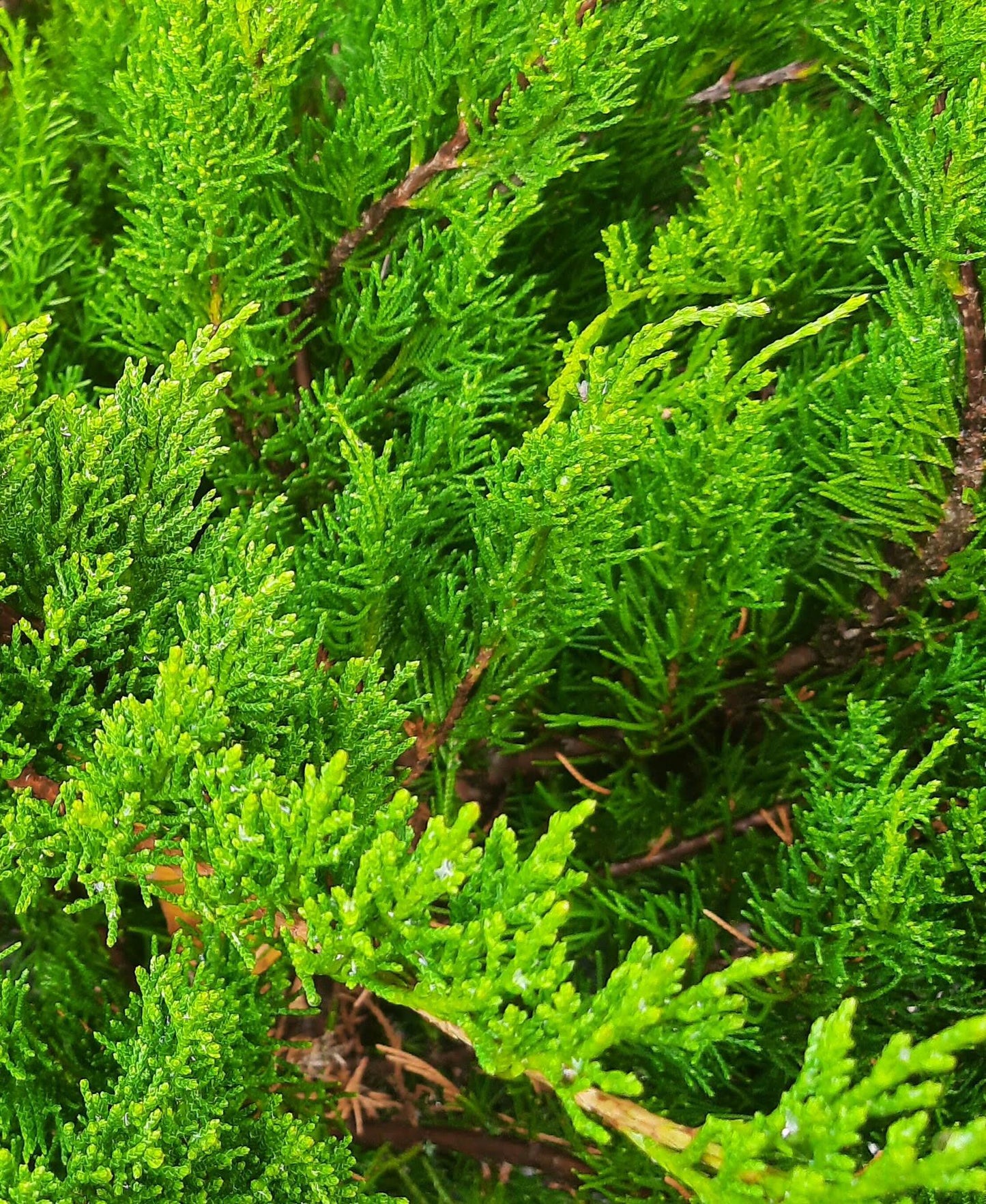 Juniperus Chinensis Sea Green - View 6 from www redcrocus com