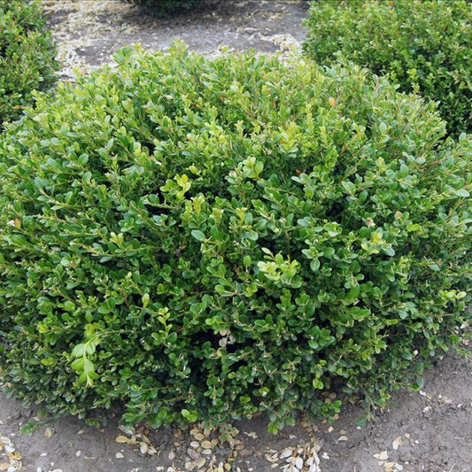 Buxus Microphylla Winter Gem - View 10 from www redcrocus com