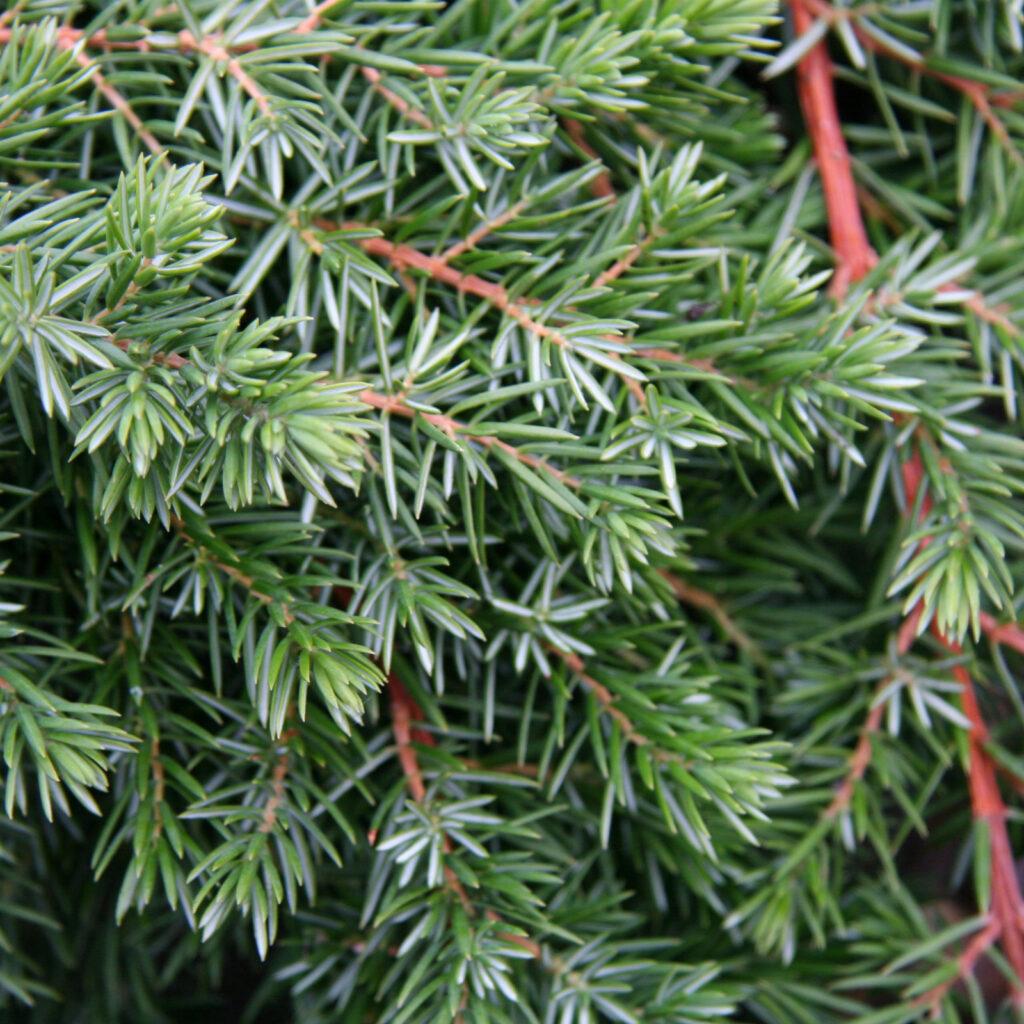 Juniperus Conferta Blue Pacific - View 11 from www redcrocus com