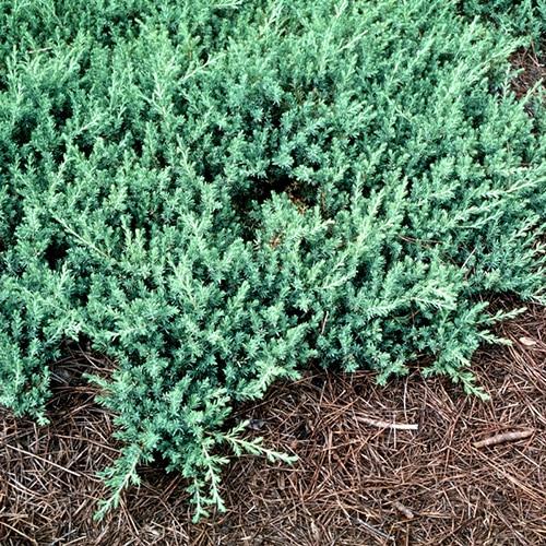 Juniperus Conferta Blue Pacific - View 12 from www redcrocus com