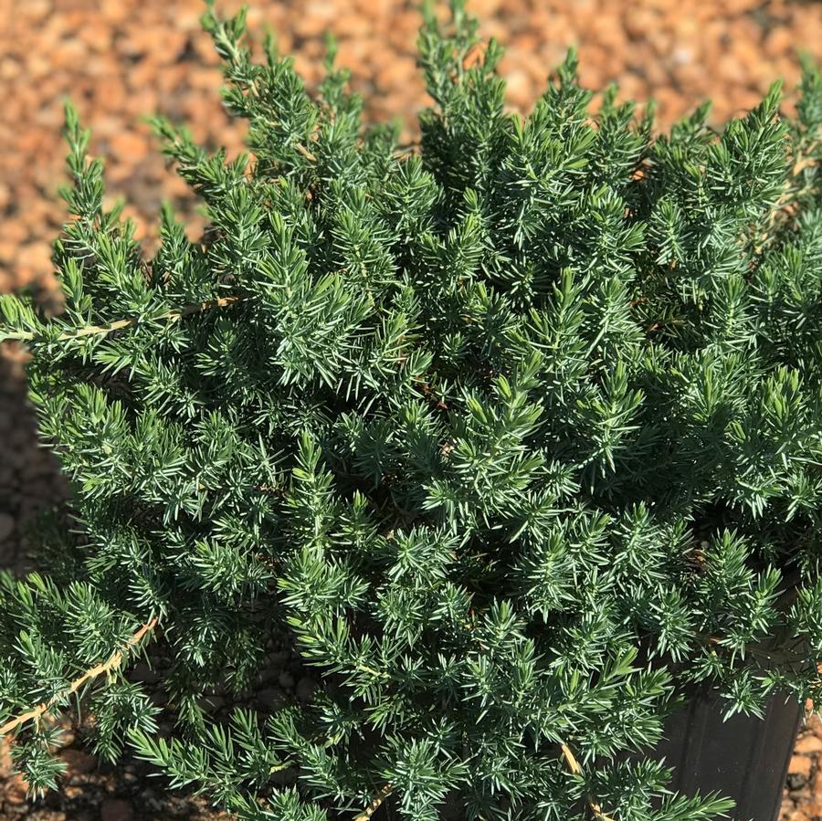 Juniperus Conferta Blue Pacific - View 17 from www redcrocus com