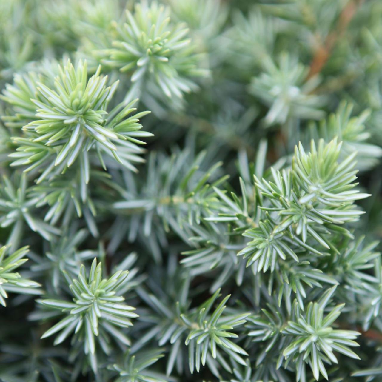 Juniperus Conferta Blue Pacific - View 18 from www redcrocus com