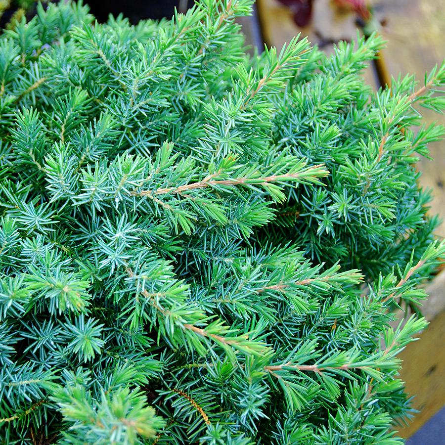 Juniperus Conferta Blue Pacific - View 2 from www redcrocus com