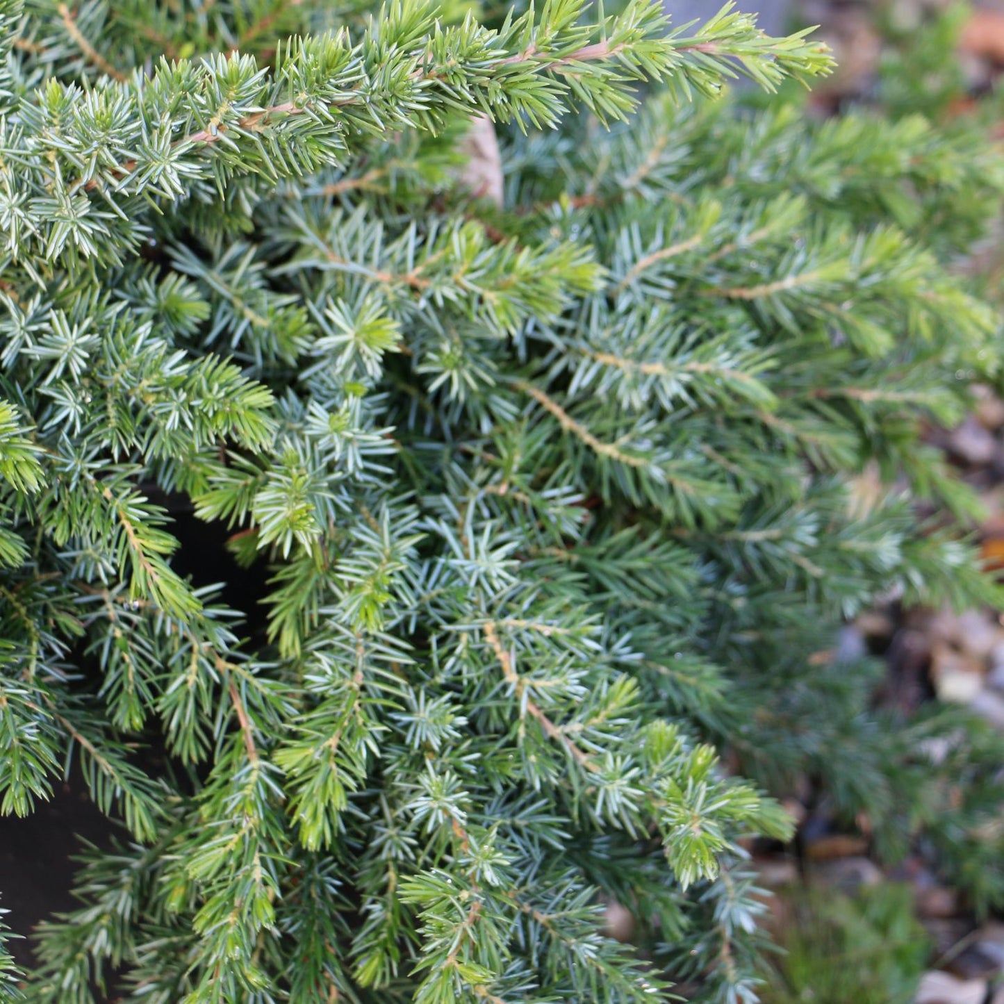 Juniperus Conferta Blue Pacific - View 4 from www redcrocus com