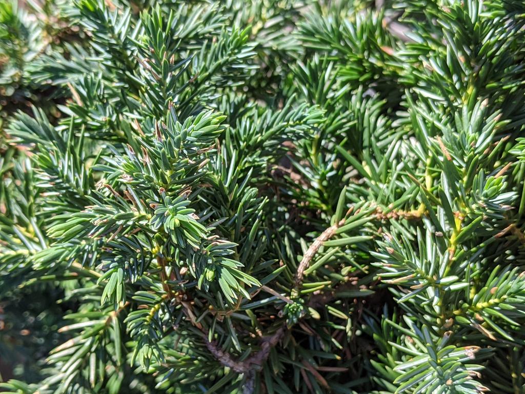 Juniperus Conferta Blue Pacific - View 5 from www redcrocus com