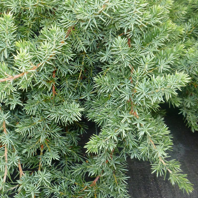 Juniperus Conferta Blue Pacific - View 7 from www redcrocus com