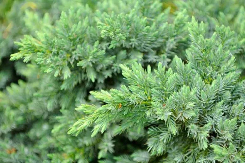 Juniperus Conferta Blue Pacific - View 8 from www redcrocus com