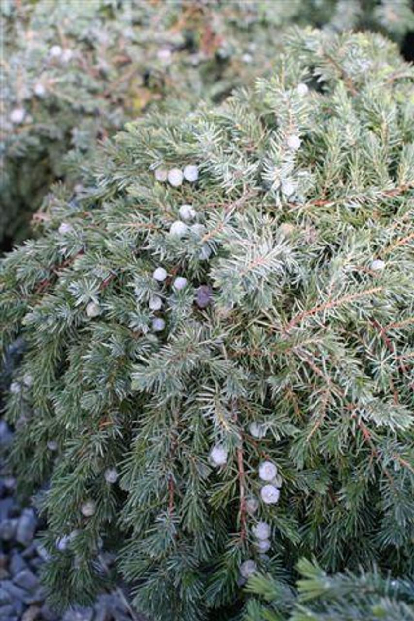 Juniperus Conferta Blue Pacific - View 9 from www redcrocus com