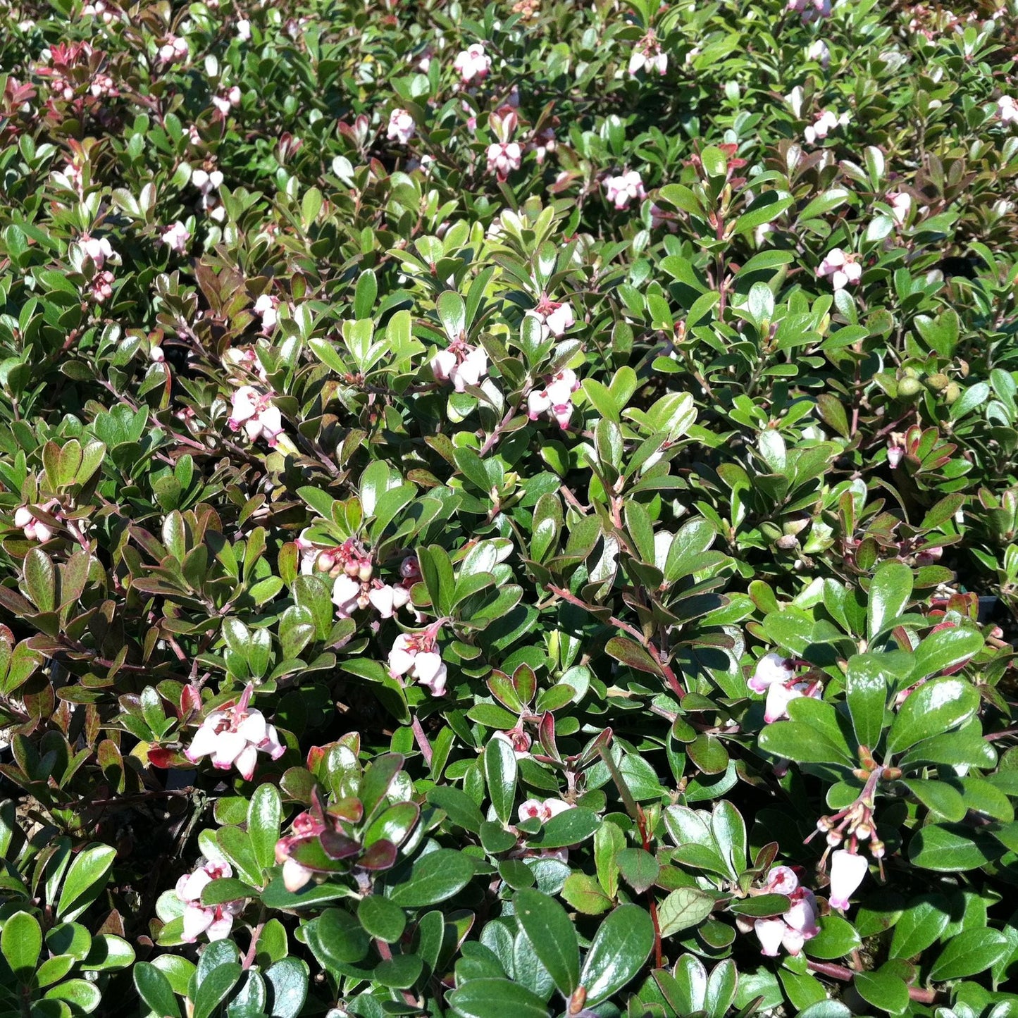 Arctostaphylos Uva Ursi Massachusetts - View 3 from www redcrocus com
