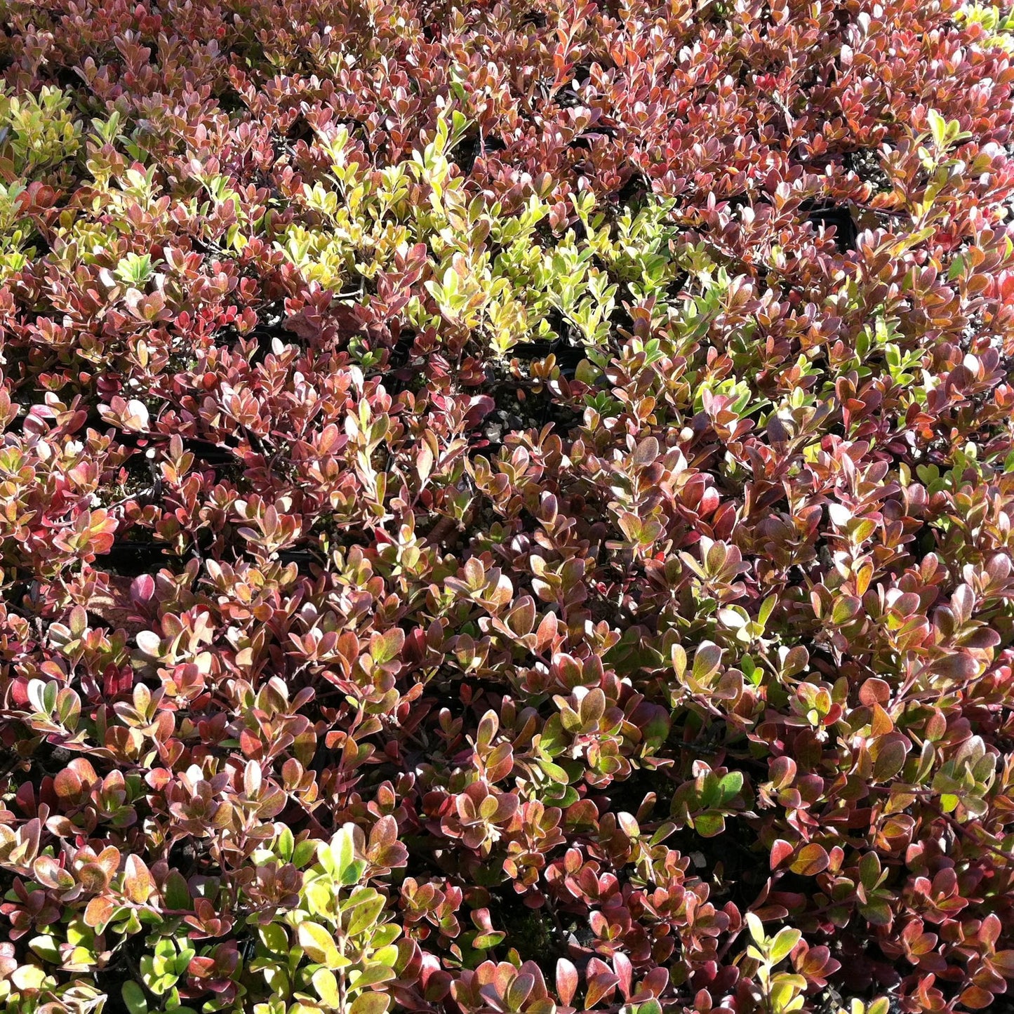 Arctostaphylos Uva Ursi Massachusetts - View 5 from www redcrocus com