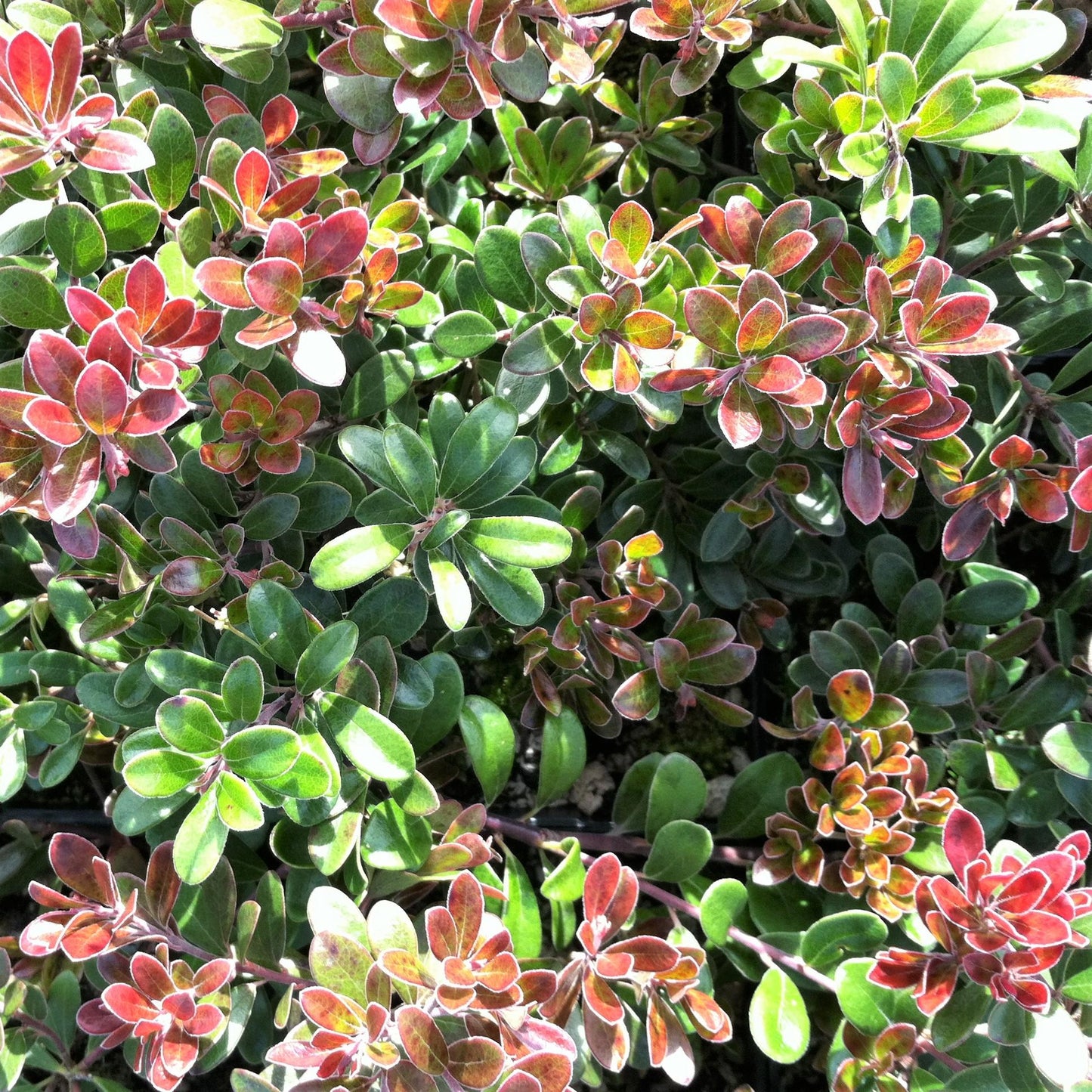 Arctostaphylos Uva Ursi Massachusetts - View 6 from www redcrocus com
