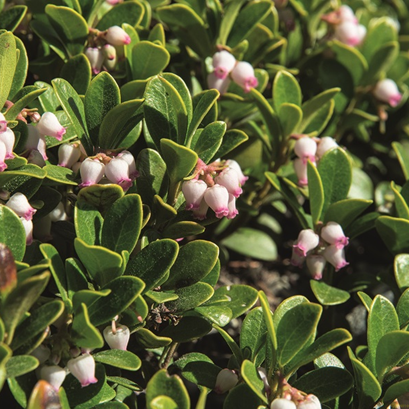 Arctostaphylos Uva Ursi Massachusetts - View 9 from www redcrocus com