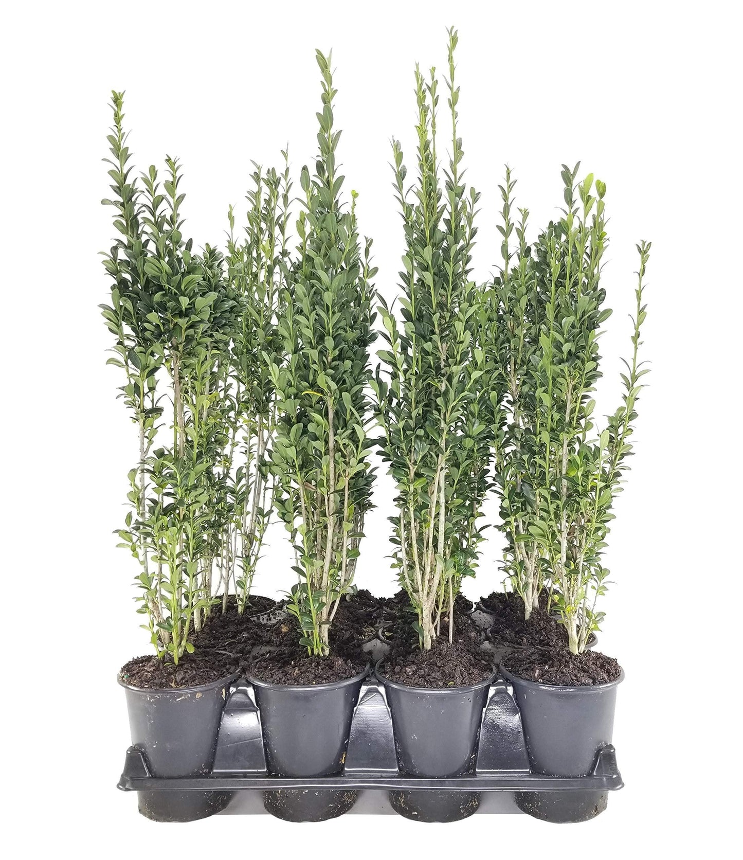 Ilex Crenata Sky Pencil - View 17 from www redcrocus com