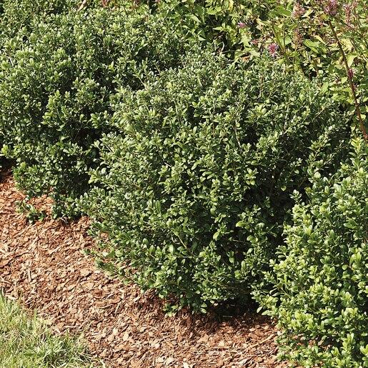 Ilex Crenata Hoogendorn - View 16 from www redcrocus com